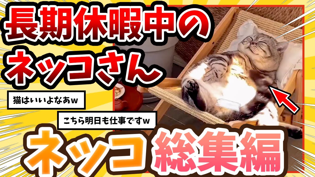 【2ch動物スレ総集編】バカンスを満喫するネッコが発見される→羨ましすぎる一日www/ネッコ300選‼