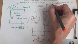 Cellular Respiration Diagram