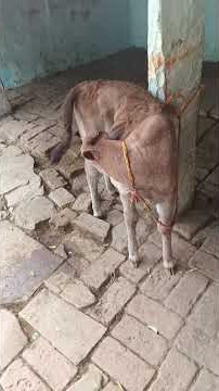 #motivation #facts #janemerijanemanbachpankapyarmerabhulnahijanare #motivational #motivationalquotes