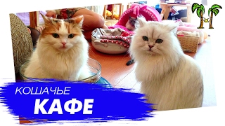 Кошачье кафе на Пхукете | Phuket Cat's Cafe Кошачье кафе на Пхукете | Phuket Cat's Cafe
