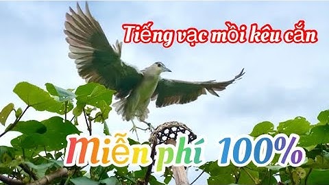 Tiếng vạc kêu cắn/tiếng vạc mồi/tiếng vạc cắn/âm thanh bẫy vạc /vạc mồi/Thợ Rừng Nghệ Tĩnh(#5)
