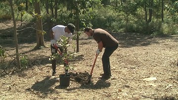 Paul DeJong plants 200 trees in Forest Park