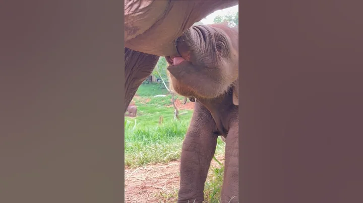 Cute Sleepy Baby Elephant Drinks Milk From Mom😅 #babyelephant #elephant #funnyelephant #shorts
