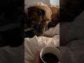 Morning coffee with my french bulldog  and english mastiff puppy englishmastiff frenchbulldog