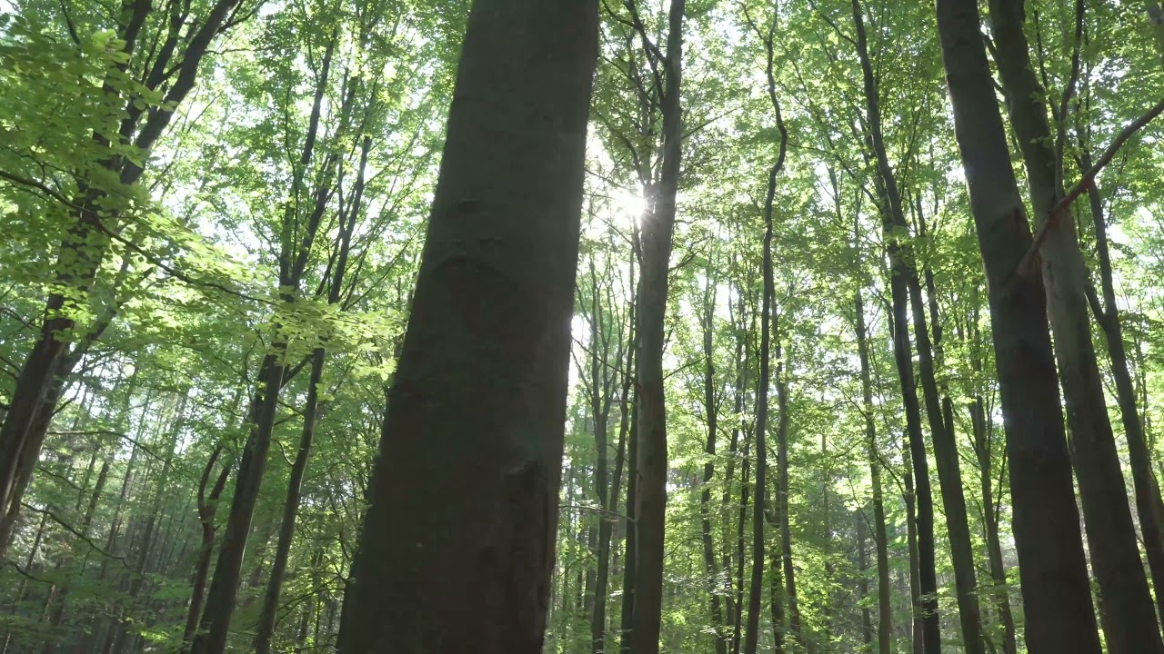 The Green Forest. YouTube