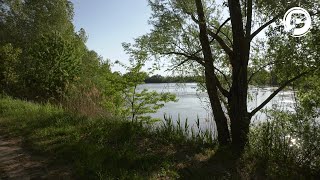 Kleines Naturparadies - Silberreiher &amp; Co