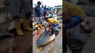 Massive Tiger Sharks Cutting #fishing #shorts #sharks