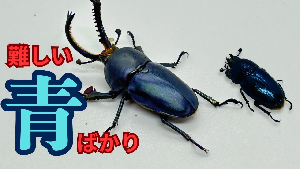 【ブルーパプキン掘出】出すのが難しいと言われているブルーパプキンを作り続けるショップにお邪魔してきました【パプアキンイロクワガタ】