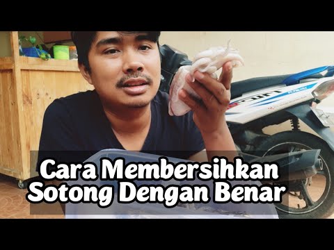 Video: Cara Membersihkan Bangkai Sotong