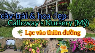 🌴 Step into a paradise of beautiful fruit trees and flowers at Calloway’s Nursery (USA)