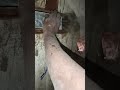 old lin ru new line pipe setting board fitting 🟥✨🔥 #electricwork #youtubeshorts #like