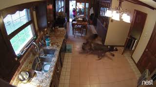 Vicious Dog FightGerman Shepherds going at it