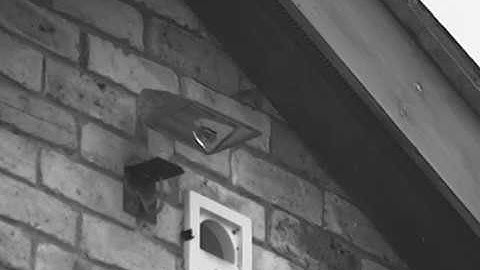 Common pipistrelle bat emerging from a roost.