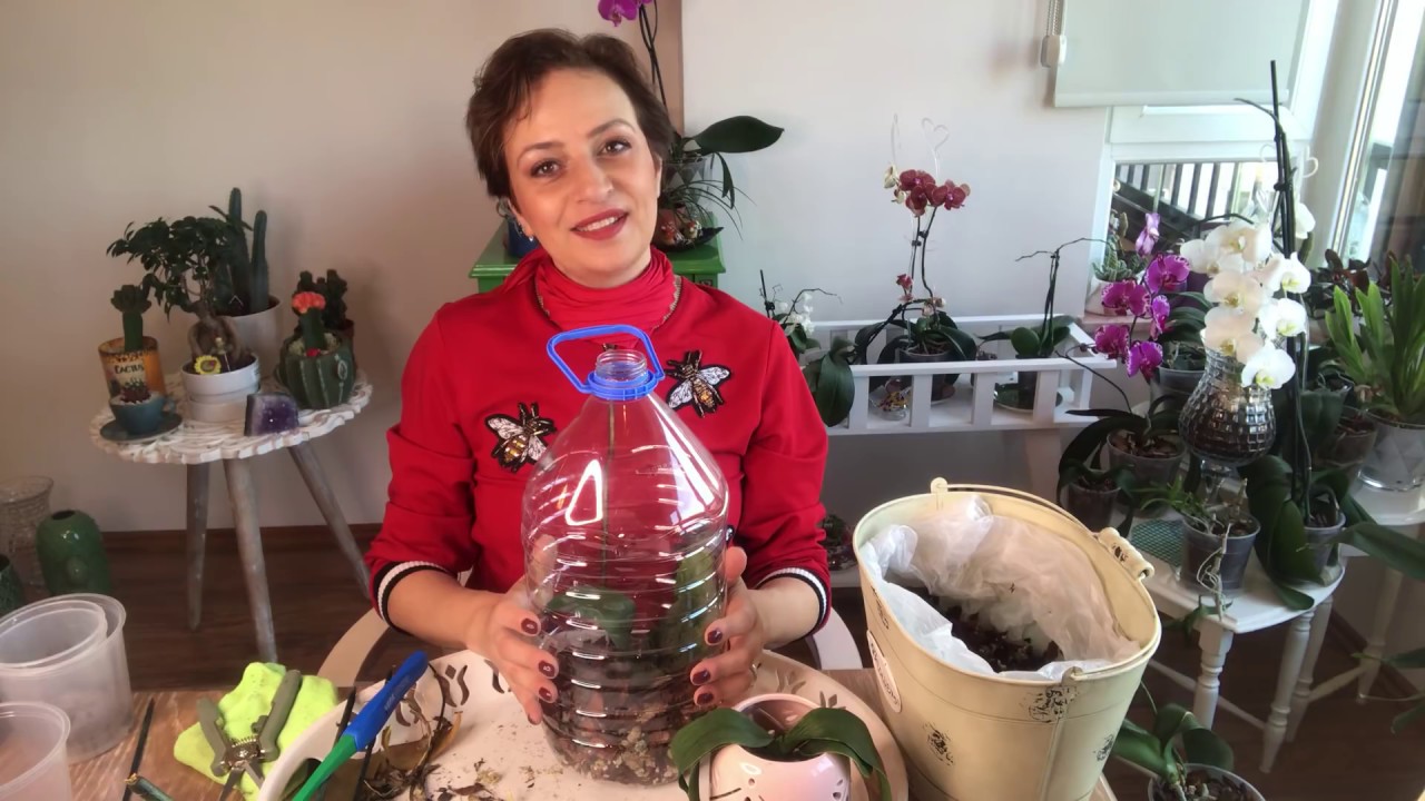 Orkide Sera İşlemi ve Köklendirme İşlemi Pratik Bilgiler