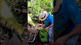 É BANANA PRA DAR E VENDER, -- NÃO VENDER NÃO KKKKK #plantas #dicas