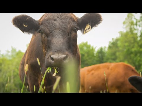 Vidéo: Pourquoi du bœuf nourri à l'herbe ?