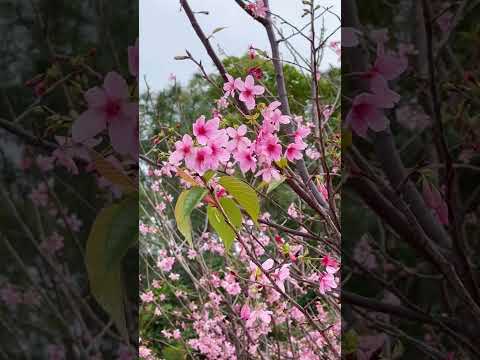 2023 東涌櫻花園 / Cherry Blossom Garden in Tung Chung