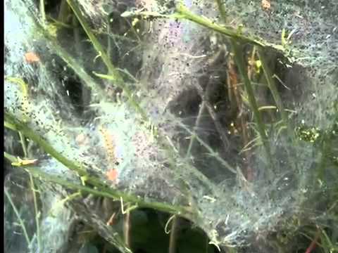 Monster Alien Spider Web / Nest - YouTube