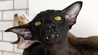 Spooky Cats Show Off Their Vampire Like Fangs