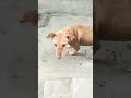 inki sewa karo.... Life me koi problem nahi aayega #animals#dogs #doggielife