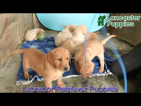 Gorgeous Labrador Retriever Puppies