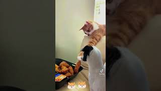 Funny thief cat