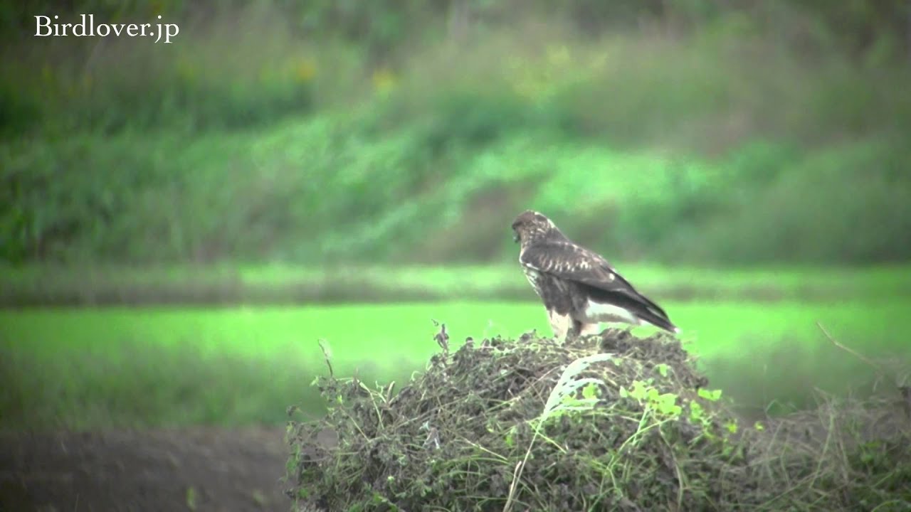 野鳥撮影・ ノスリのホバリング Eastern Buzzard 