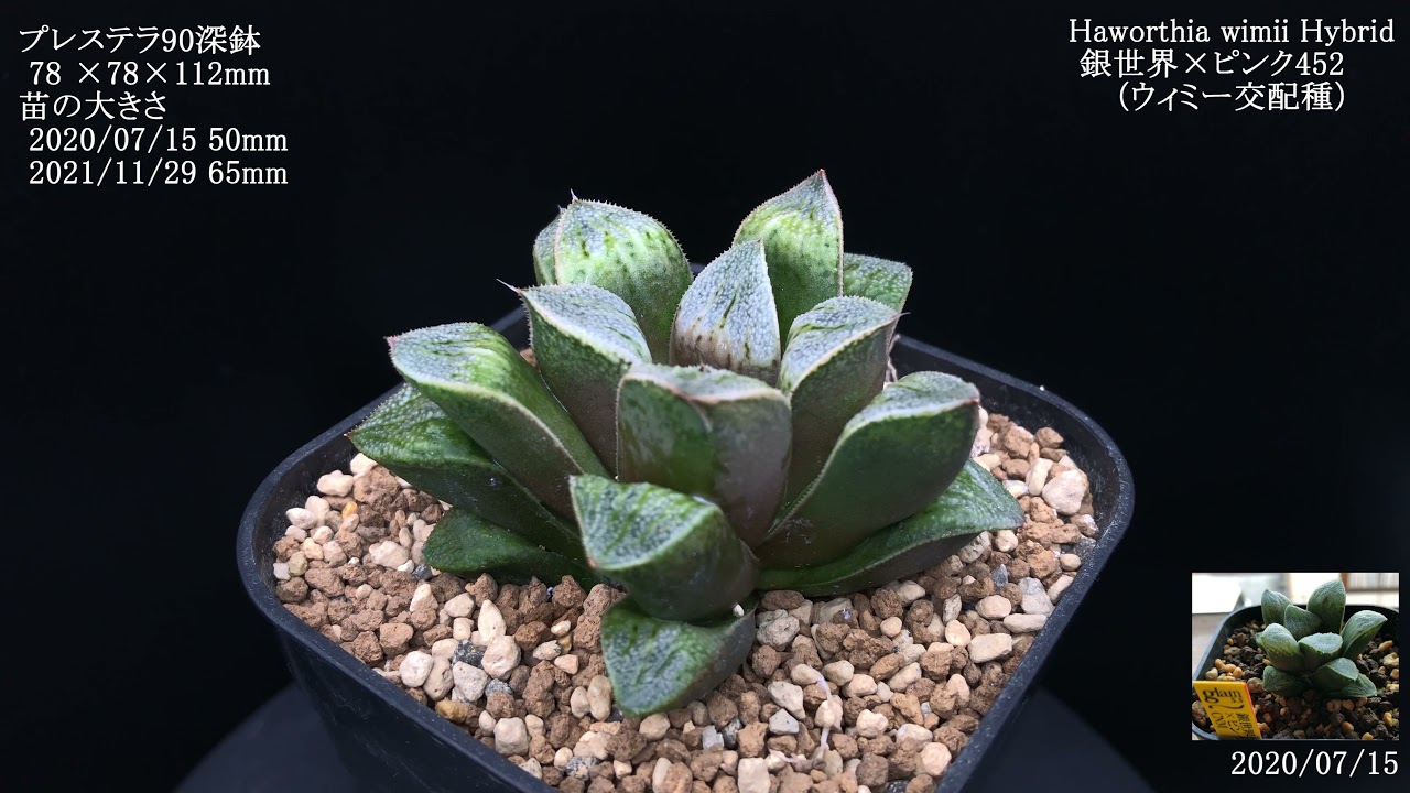 銀世界×ピンク452 （ウィミー交配種）／ Haworthia wimii Hybrid - YouTube