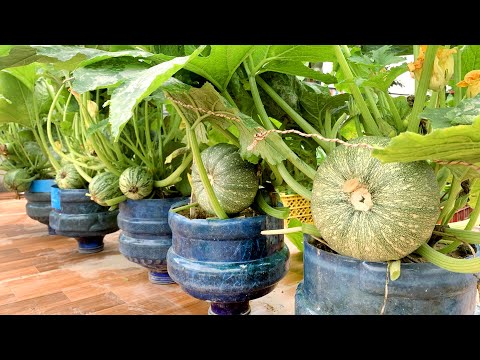 Try growing Zucchini on the terrace, miracles happened, too many fruits