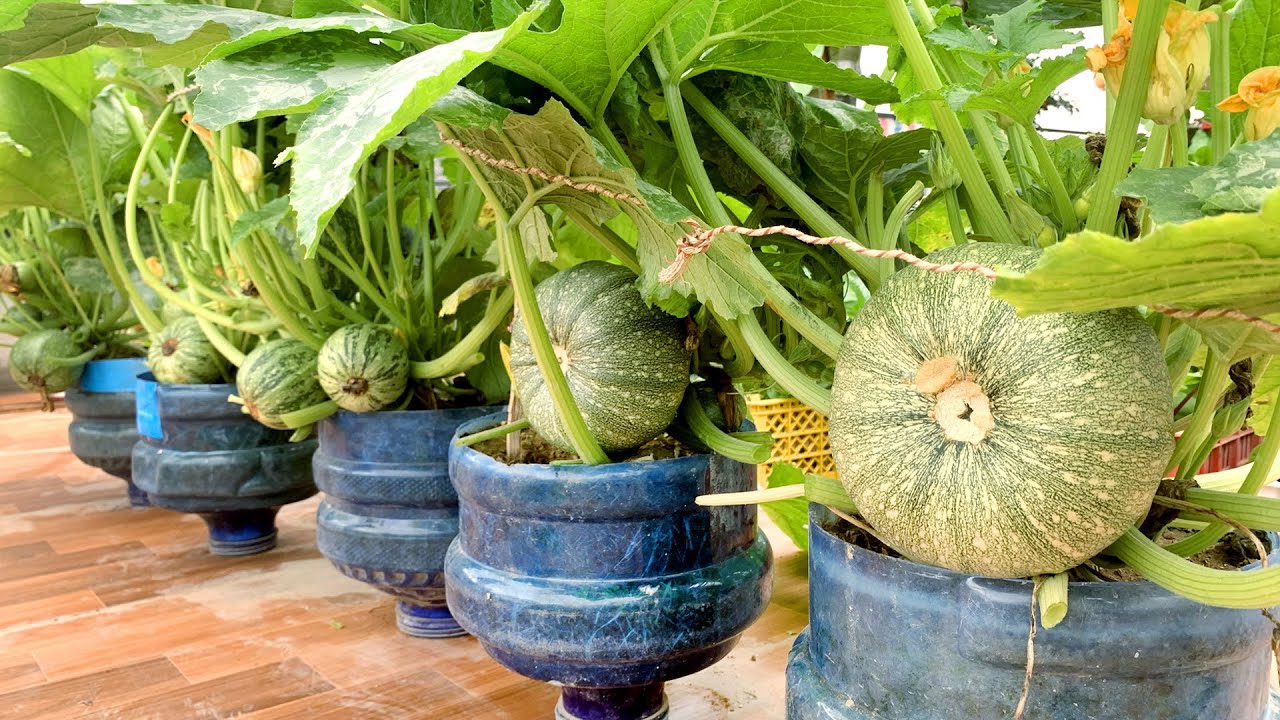Попробуйте вырастить кабачки на террасе, чудеса случаются, слишком много фруктов