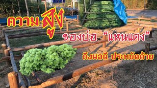 ความสูงของบ่อผ้ายางเลี้ยงแหนแดงสำคัญต่อการเจริญเติบโตง่ายๆราคาประหยัด#สร้างบ่อแหนแดง#ทำบ่อแหนแดง#แหน