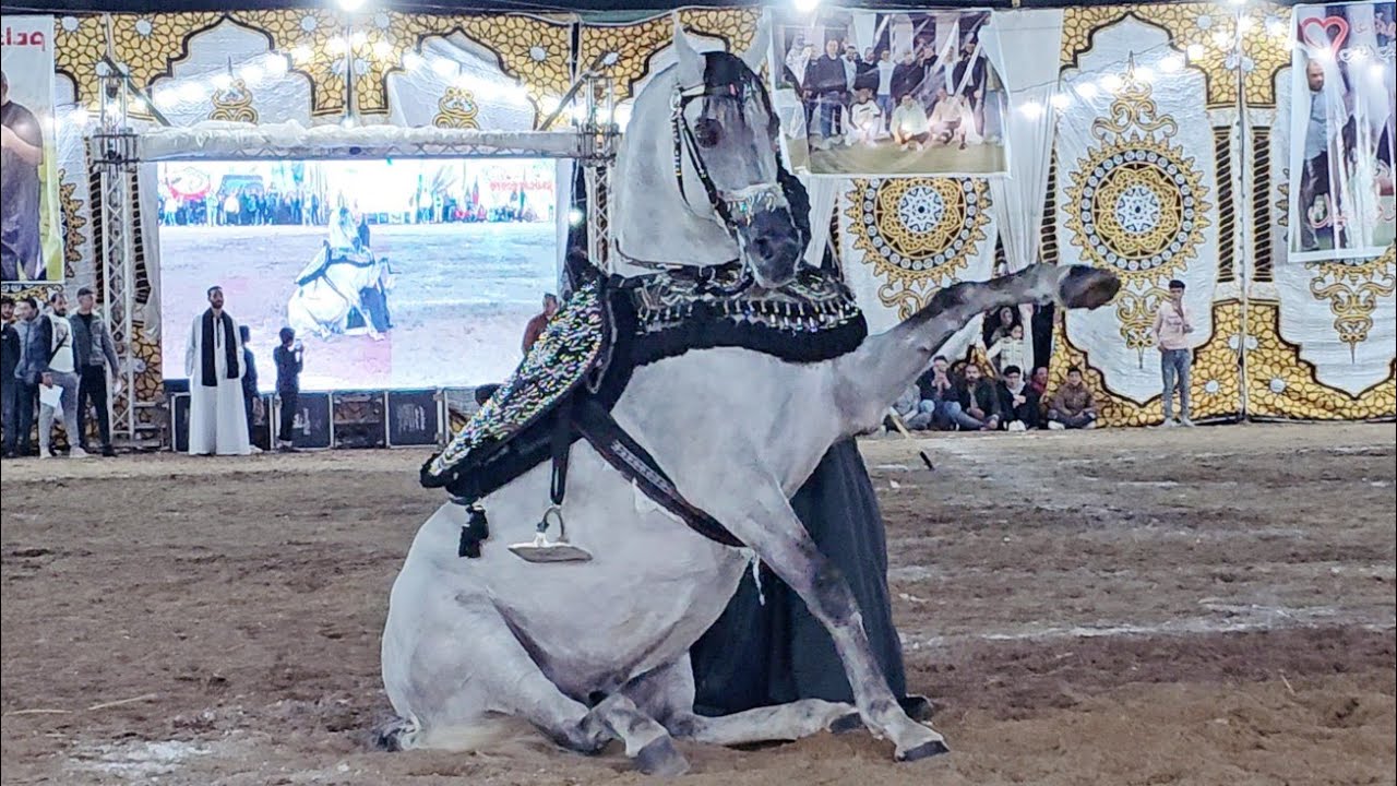 المعلم كرم سرحان و عداد الدبوس بطل ابطال الجمهورية مهرجان البحيرة لأدب الخيول العربية 2024