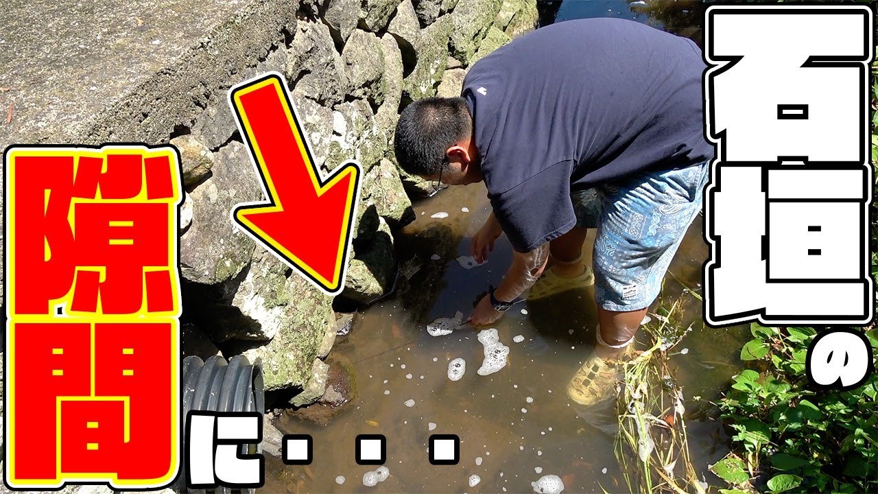 狭い用水路の崩れた穴にエサを突っ込むと…！？