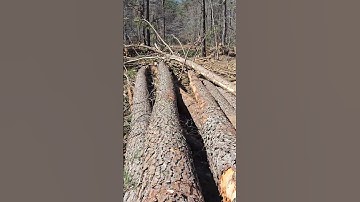 Nice SawTimber ❓️ #trending #logger #shortpants #logging #construction #loggerlife #shortshorts