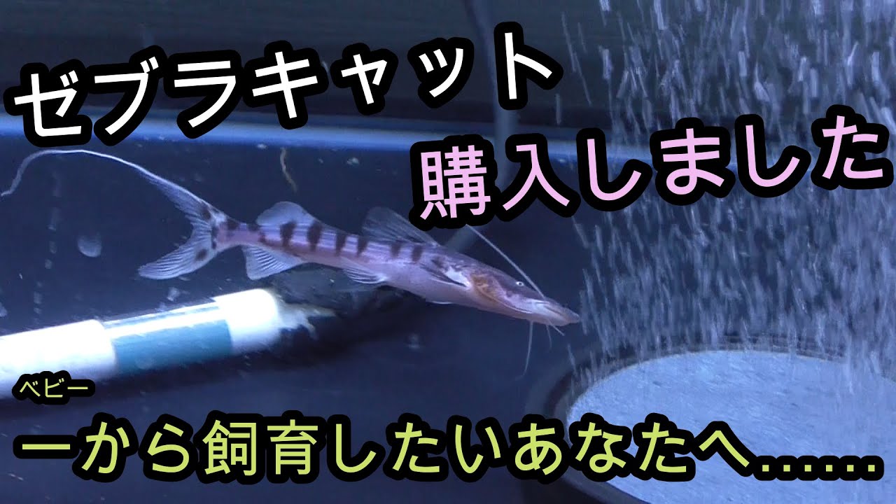 ゼブラキャットを飼育します!!!!! ワクワクでドキドキです 