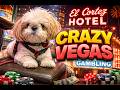 Can Jazzy Help Me Win BIG at the Casino?