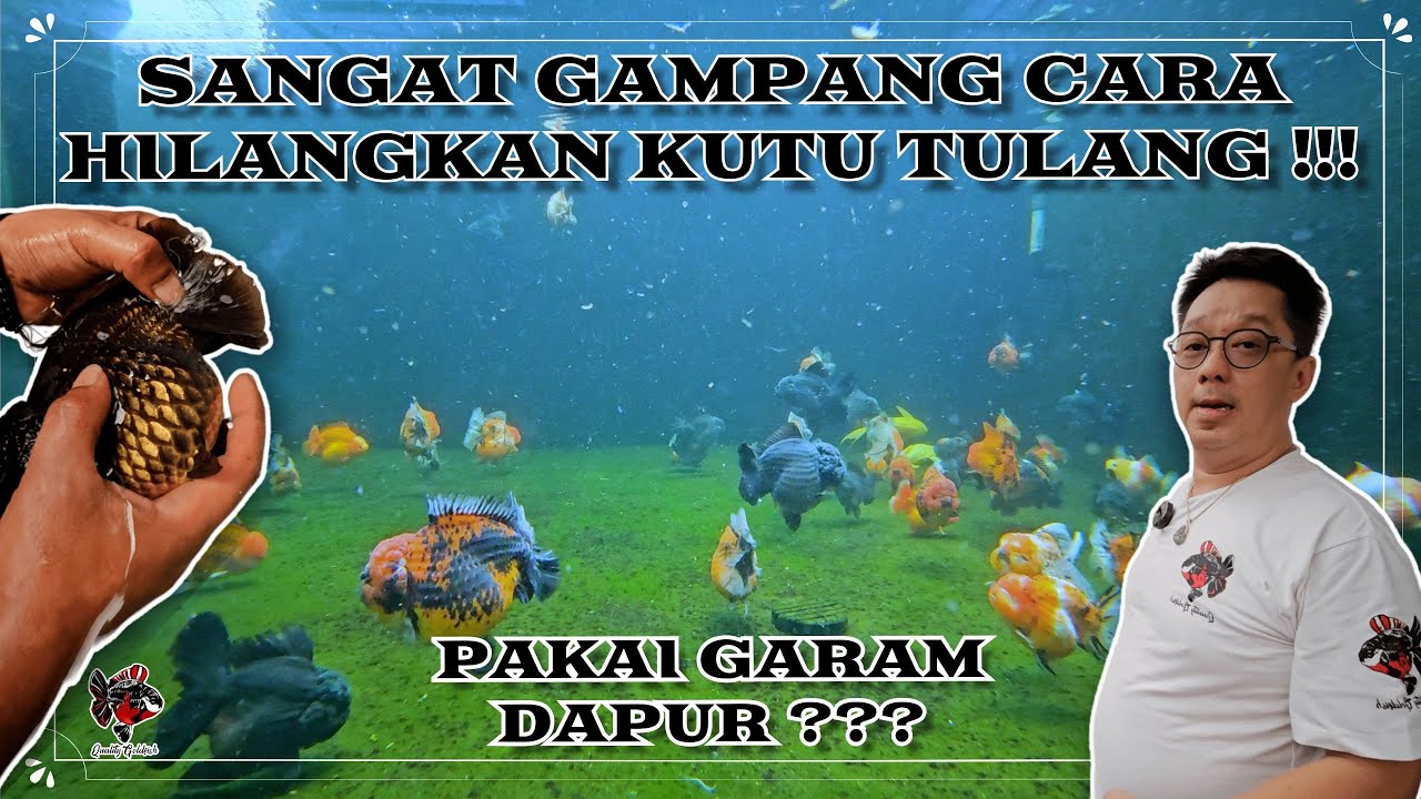 SANGAT MUDAH CARA MENGHILANGKAN KUTU TULANGF !!! MENGGUNAKAN GARAM DAPUR !!!