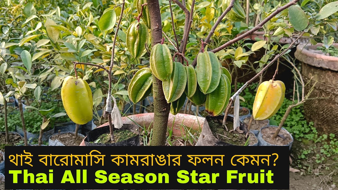 বারোমাসি থাই কামরাঙ্গার বাম্পার ফলন || Thai All Season Star Fruit and Jambu Star Fruit Plant Avlabl