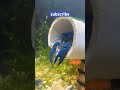 Baby Electric Blue🦞’s #music #love #inspiration #aquaticpets #family #baby #lobster #motivation