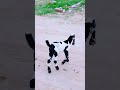 Hasan goat farm