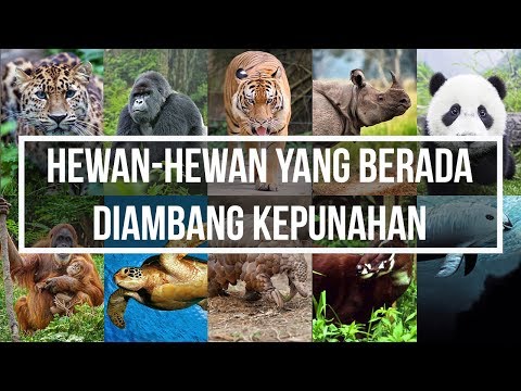 Video: Tujuan Terancam Punah Yang Hampir Punah