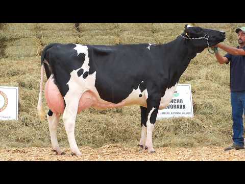 LOTE 2 • 4º LEILÃO HOLANDÊS RANCHO ALVORADA 100% GENÔMICO • 1709