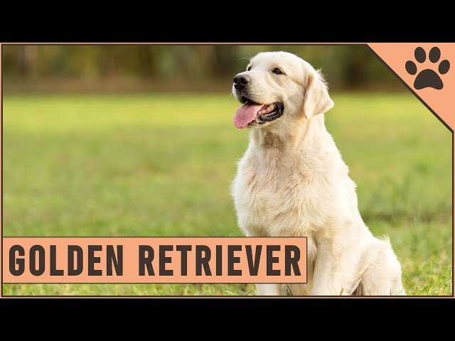 Golden Retriever Dog Breed Information