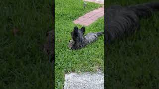 Nelson The Skye Terrier Squirrel Woes by Bette Luksha-Gammell 88 views 5 years ago 2 minutes