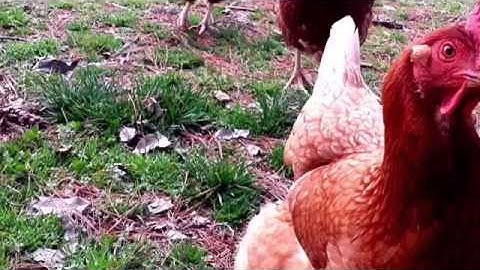 Permaculture composting in place, soil building