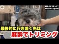 【初来店】行くお店行くお店で断られて最終的に麻酔かけてトリミング