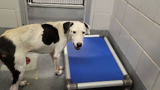 acs A681912