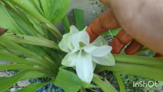 Beautiful Turmeric Plant Growth Plant