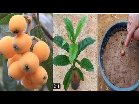فيديو: زراعة اسكدنيا من البذور: تعرف على كيفية تحضير بذور اسكدنيا للزراعة