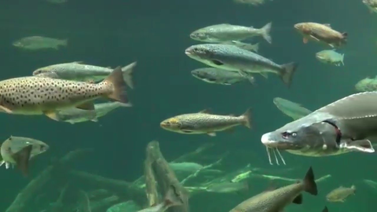 Störe und Forellen im Ozeaneum Stralsund 2015 YouTube